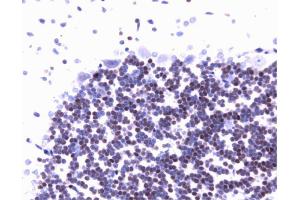 Immunohistochemical staining of rat brain. (C-JUN 抗体  (AA 26-175))