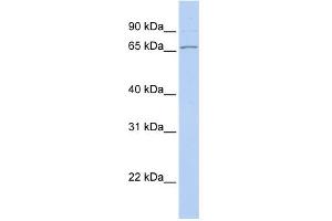 WB Suggested Anti-DNAJC1 Antibody Titration:  0. (DNAJC1 抗体  (Middle Region))