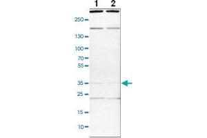 Western blot analysis of cell lysates with SYF2 polyclonal antibody . (SYF2 抗体)