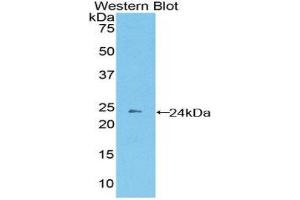 Western Blotting (WB) image for anti-Protocadherin beta 2 (PCDHb2) (AA 79-253) antibody (ABIN1860139)