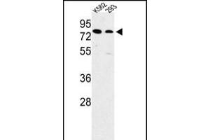 Western blot analysis of SLC3A1 Antibody (Center) (ABIN652750 and ABIN2842494) in K562, 293 cell line lysates (35 μg/lane). (SLC3A1 抗体  (AA 156-184))