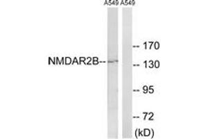 Western blot analysis of extracts from A549 cells, using NMDAR2B (Ab-1336) Antibody. (GRIN2B 抗体  (AA 1302-1351))