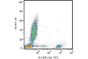 Surface staining of human peripheral blood with anti-CD20 (2H7) FITC. (CD20 抗体  (FITC))