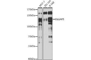 Western blot analysis of extracts of various cell lines, using DLG antibody (ABIN6130274, ABIN6139656, ABIN6139657 and ABIN6217626) at 1:1000 dilution. (DLGAP5 抗体  (AA 547-846))