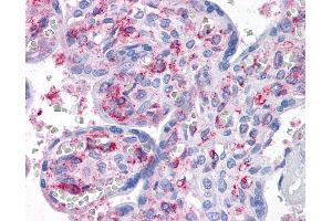 Anti-CAB39L antibody IHC of human placenta. (CAB39L 抗体  (AA 1-367))