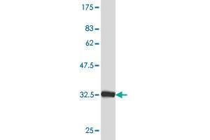 Western Blotting (WB) image for anti-Myosin, Light Chain 1, Alkali, Skeletal, Fast (MYL1) (AA 1-80) antibody (ABIN518149)