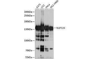 Western blot analysis of extracts of various cell lines, using NUP133 antibody (ABIN6128362, ABIN6144950, ABIN6144951 and ABIN6224804) at 1:1000 dilution.