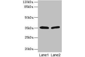 Western blot All lanes: HSD17B12 antibody at 1.
