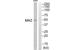 Western blot analysis of extracts from K562 cells, using MAZ antibody. (MAZ 抗体  (Internal Region))