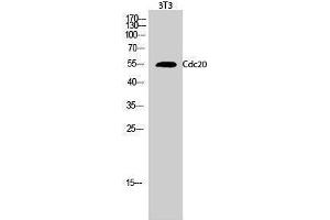 Western Blotting (WB) image for anti-Cell Division Cycle 20 Homolog (S. Cerevisiae) (CDC20) (Internal Region) antibody (ABIN3179936) (CDC20 抗体  (Internal Region))