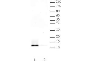 Histone H4 pan-acetyl antibody (pAb) tested by Western blot. (Histone H4 抗体  (acetylated, N-Term))