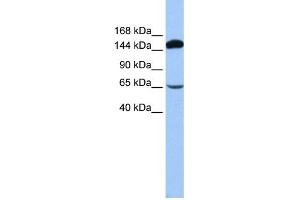 WB Suggested Anti-SRBD1 Antibody Titration:  0. (SRBD1 抗体  (N-Term))