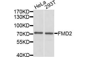 Western blot analysis of extracts of HeLa and 293T cells, using FMO2 antibody. (FMO2 抗体)
