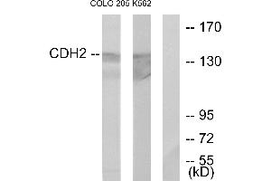 Western blot analysis of extracts from COLO205 cells and K562 cells, using CDH2 antibody. (N-Cadherin 抗体)