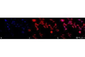 Immunocytochemistry/Immunofluorescence analysis using Rat Anti-TCP1-alpha Monoclonal Antibody, Clone 91a . (TCP1 alpha/CCTA 抗体  (C-Term) (Atto 488))