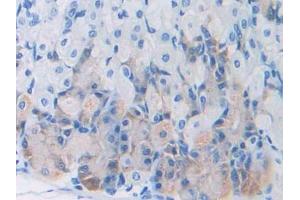 DAB staining on IHC-P; Samples: Mouse Stomach Tissue (Leptin 抗体  (AA 22-167))