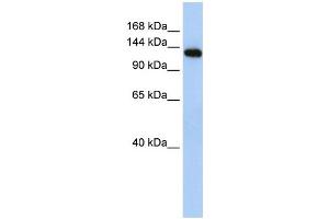 WB Suggested Anti-MYBPC2 Antibody Titration:  0.