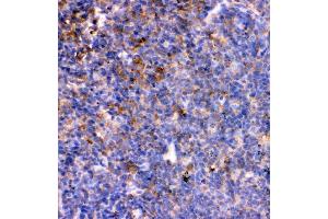 IHC analysis of IL7 using anti-IL7 antibody (ABIN3044526).