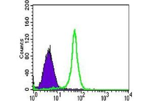 Flow cytometric analysis of HL-60 cells using TAB2 mouse mAb (green) and negative control (purple). (TAB2 抗体)