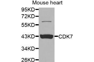 Western blot analysis of extracts of mouse heart, using CDK7 antibody (ABIN5970847) at 1/1000 dilution. (CDK7 抗体)