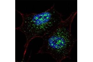 Immunofluorescence (IF) image for anti-Nanog Homeobox (NANOG) (AA 267-292) antibody (ABIN3031938)