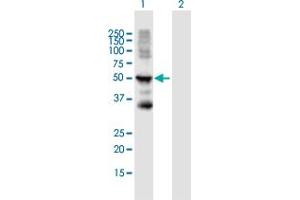 Western Blot analysis of KRT15 expression in transfected 293T cell line by KRT15 MaxPab polyclonal antibody. (KRT15 抗体  (AA 1-456))