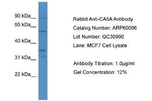 WB Suggested Anti-CA5A  Antibody Titration: 0. (CA5A 抗体  (C-Term))