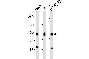 Western blot analysis of lysates from Hela, PC-3, HT-1080 cell line (from left to right), using CD44 Antibody (C-term) . (CD44 抗体  (C-Term))