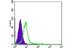 Flow cytometric analysis of K562 cells using CHD3 mouse mAb (green) and negative control (purple). (CHD3 抗体)