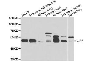 Western blot analysis of extracts of various cell lines, using LIPF antibody. (LIPF 抗体)