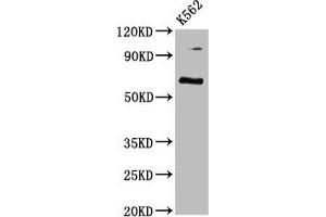 Western Blot Positive WB detected in: K562 whole cell lysate All lanes: CLPTM1L antibody at 3. (CLPTM1L 抗体  (AA 32-172))