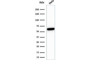 Western Blot Analysis of HeLa cell lysate using HSP60 Mouse Recombinant Monoclonal Antibody (rGROEL/780). (Recombinant HSPD1 抗体)