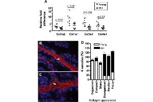 Immunofluorescence (IF) image for anti-Collagen, Type I (COL1) antibody (ABIN5596819)