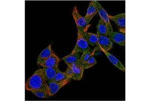 Immunofluorescence (IF) image for anti-Bone Morphogenetic Protein 4 (BMP4) antibody (ABIN181146) (BMP4 抗体)