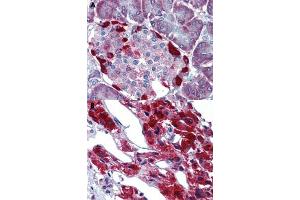 Immunohistochemical staining of human pancreas (A) and human adrenal gland (B) with LRRN4 polyclonal antibody .