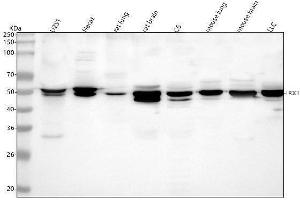 Western blot analysis of IRX1 using anti-IRX1 antibody (ABIN7602689).
