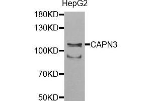 Western blot analysis of extracts of HepG2 cells, using CAPN3 antibody. (Calpain 3 抗体)