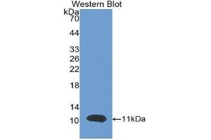 Western Blotting (WB) image for anti-Brain Natriuretic Peptide (BNP) (AA 27-134) antibody (ABIN1077872) (BNP 抗体  (AA 27-134))