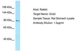 Image no. 1 for anti-Glutamate Receptor, Ionotropic, AMPA 3 (GRIA3) (AA 651-700) antibody (ABIN6749835) (Glutamate Receptor 3 抗体  (AA 651-700))