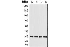 Western blot analysis of TRIB3 expression in HuvEc (A), HepG2 (B), SP2/0 (C), PC12 (D) whole cell lysates. (TRIB3 抗体  (N-Term))