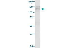 TJP2 monoclonal antibody (M01), clone 4D12. (TJP2 抗体  (AA 121-218))
