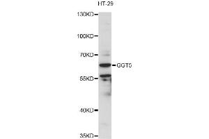 Western blot analysis of extracts of HT-29 cells, using GGT5 antibody (ABIN6292950) at 1:3000 dilution. (GGT5 抗体)