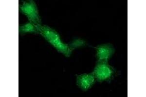 Anti-DTNA mouse monoclonal antibody (ABIN2454080) immunofluorescent staining of COS7 cells transiently transfected by pCMV6-ENTRY DTNA (RC223952). (DTNA 抗体)