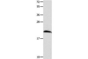 Western Blot analysis of Mouse brain tissue using FGF12 Polyclonal Antibody at dilution of 1:700 (FGF12 抗体)