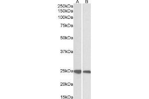 ABIN2562931 (0. (GRB2 抗体  (C-Term))