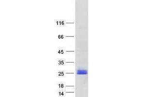 Validation with Western Blot