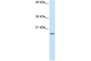 RPS14 antibody used at 2. (RPS14 抗体  (Middle Region))
