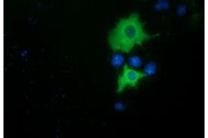 Anti-PIK3AP1 mouse monoclonal antibody (ABIN2453455) immunofluorescent staining of COS7 cells transiently transfected by pCMV6-ENTRY PIK3AP1 (RC214125). (PIK3AP1 抗体)