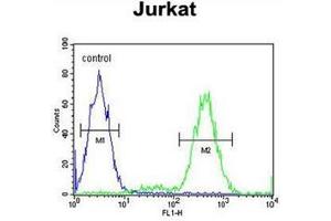 Flow cytometric analysis of Jurkat cells using IMMP2L Antibody (Center) Cat. (IMMP2L 抗体  (Middle Region))