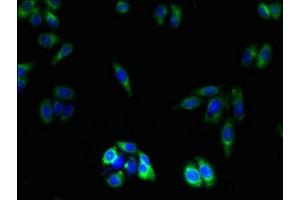 Immunofluorescent analysis of HepG2 cells using ABIN7162179 at dilution of 1:100 and Alexa Fluor 488-congugated AffiniPure Goat Anti-Rabbit IgG(H+L) (OR2L13 抗体  (AA 158-194))